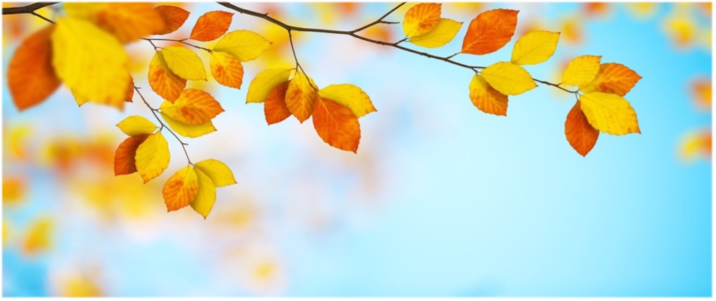 Autum%20leaves.jpg