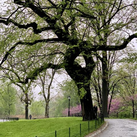 In the Park