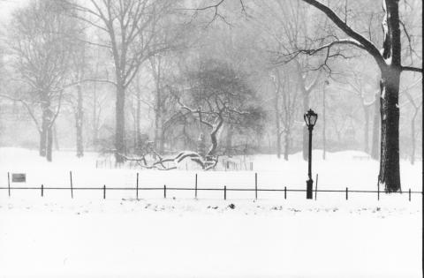 December  Central Park