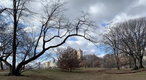 The North Meadow