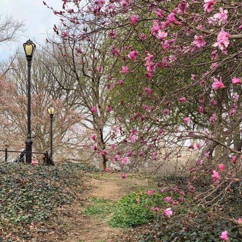 Early Magnolias