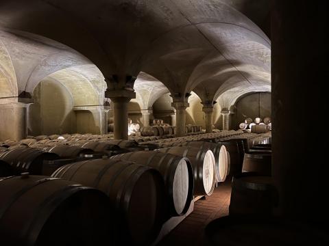 A Vineyard in Piedmont