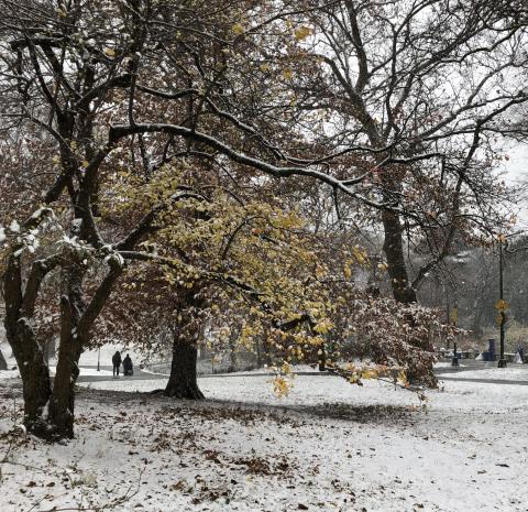 A Winter Walk