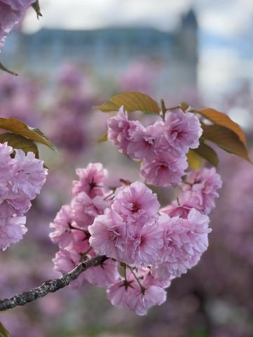 Cherry Blossoms