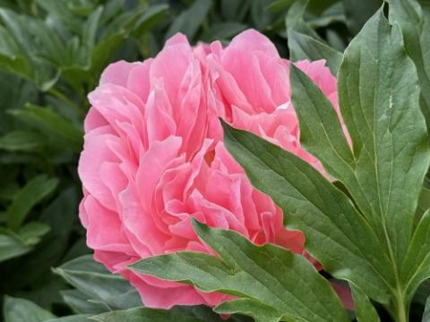 Peony BBG