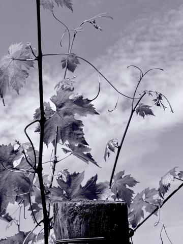 August Grape Leaves