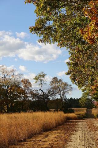Fall