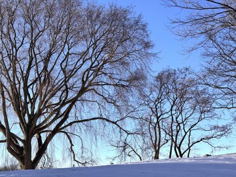 After the Snowfall
