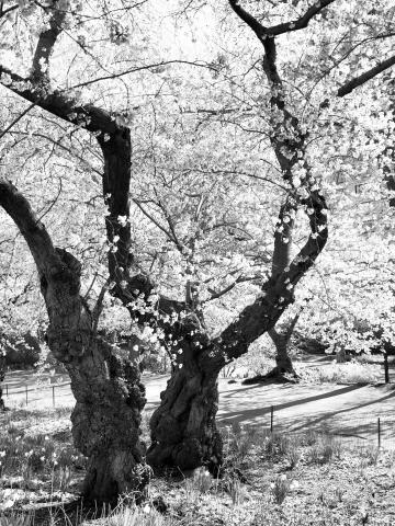 Japanese Cherry Trees