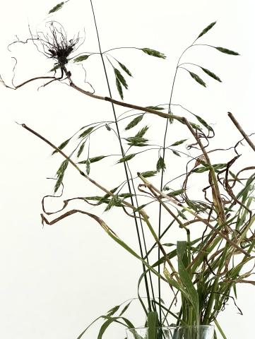 Wild Grass