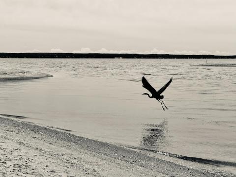 Taking Flight