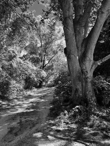 A Walk