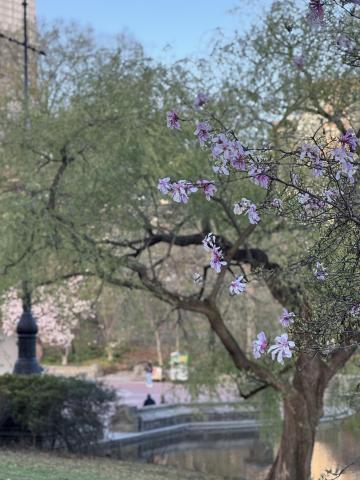 Bethesda Fountain