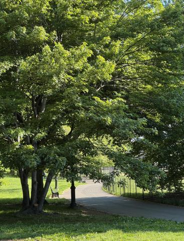 A Walk