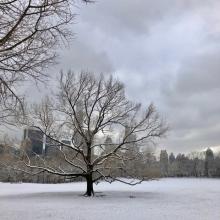 Central Park, I-Phone photograph by Maria Cox